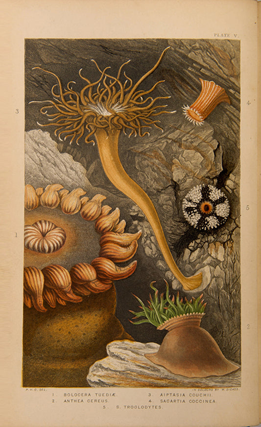 Actinologia Britannica.