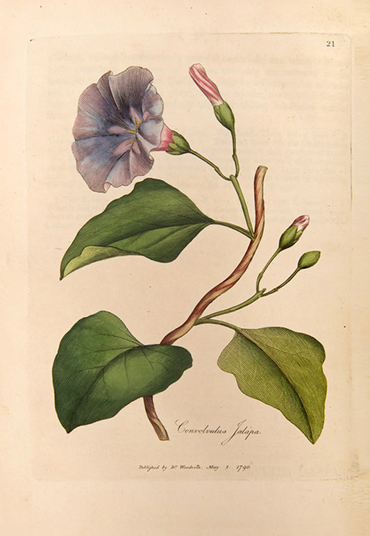 A handsomely bound set of the first edition of Medical Botany by physician William Woodville, with the first supplement, published between 1790 and 1794.