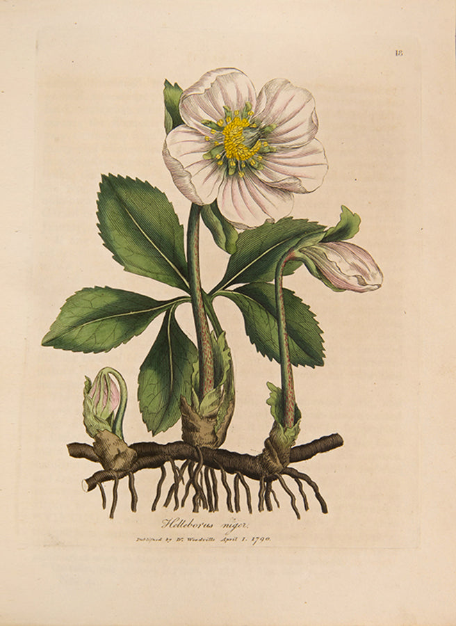 A handsomely bound set of the first edition of Medical Botany by physician William Woodville, with the first supplement, published between 1790 and 1794.