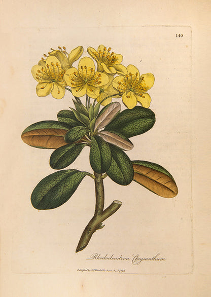 A handsomely bound set of the first edition of Medical Botany by physician William Woodville, with the first supplement, published between 1790 and 1794.