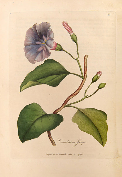 A handsomely bound set of the first edition of Medical Botany by physician William Woodville, with the first supplement, published between 1790 and 1794.
