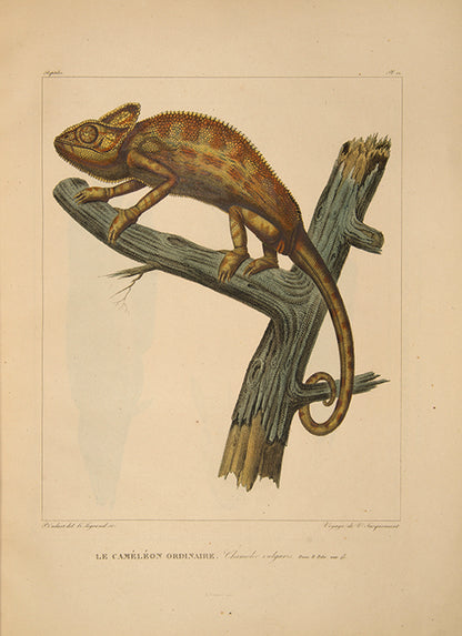 The complete first edition of Victor Jacquemont's scarce Voyage dans L'Inde, with 290 plates, of India, the Himalayas, Kashmir, Punjab, Tibet, and Delhi.