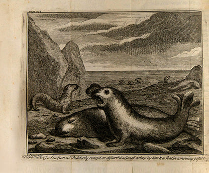 First edition of Shelvocke's A Voyage round the World, one of the great accounts of buccaneering and privateering in the eighteenth century and an important description of California.