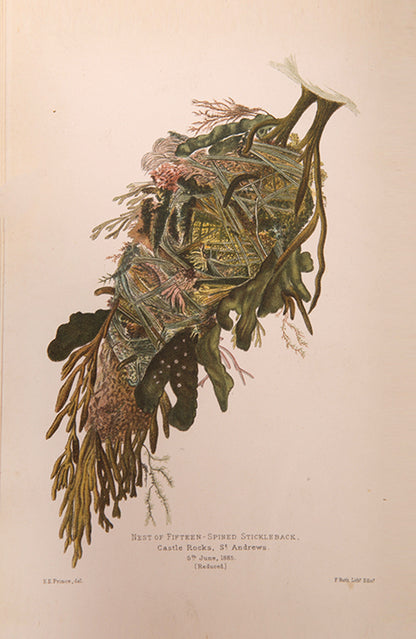 First edition of William McIntosh's Life-Histories of British Marine Food-Fishes (1897), a scarce early work on the embryology & development of commerical fish species.