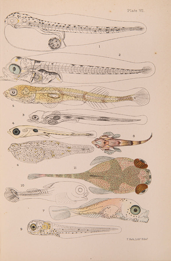 First edition of William McIntosh's Life-Histories of British Marine Food-Fishes (1897), a scarce early work on the embryology & development of commerical fish species.