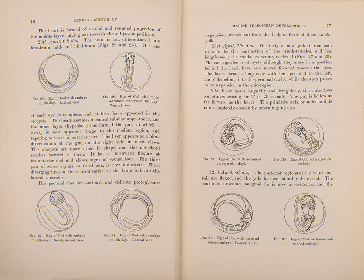 First edition of William McIntosh's Life-Histories of British Marine Food-Fishes (1897), a scarce early work on the embryology & development of commerical fish species.