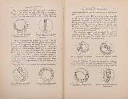 First edition of William McIntosh's Life-Histories of British Marine Food-Fishes (1897), a scarce early work on the embryology & development of commerical fish species.