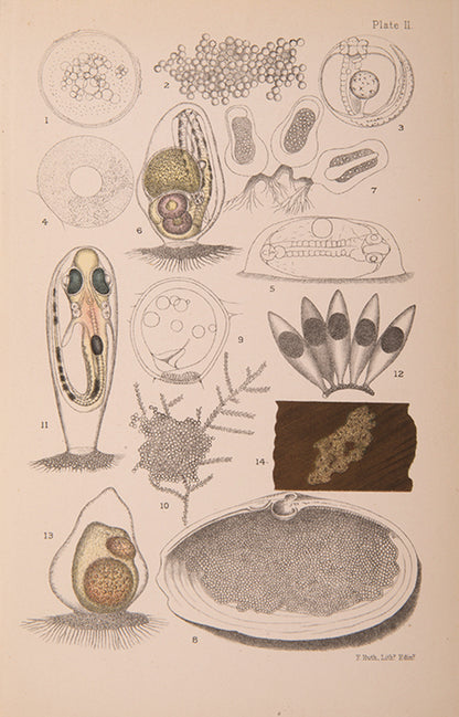 First edition of William McIntosh's Life-Histories of British Marine Food-Fishes (1897), a scarce early work on the embryology & development of commerical fish species.