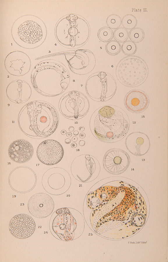 First edition of William McIntosh's Life-Histories of British Marine Food-Fishes (1897), a scarce early work on the embryology & development of commerical fish species.