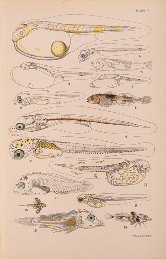 First edition of William McIntosh's Life-Histories of British Marine Food-Fishes (1897), a scarce early work on the embryology & development of commerical fish species.