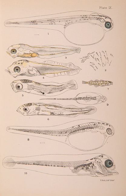 First edition of William McIntosh's Life-Histories of British Marine Food-Fishes (1897), a scarce early work on the embryology & development of commerical fish species.