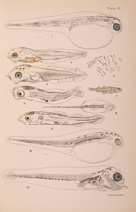 First edition of William McIntosh's Life-Histories of British Marine Food-Fishes (1897), a scarce early work on the embryology & development of commerical fish species.