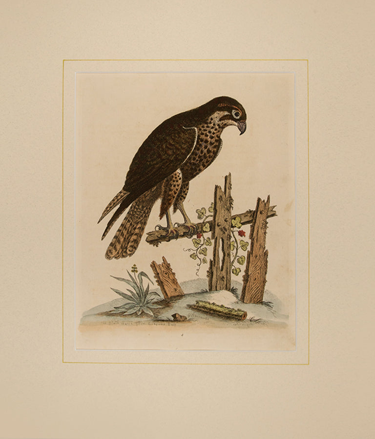 The Black Hawk from Hudsons Bay. Pl.4.
