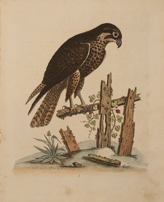 The Black Hawk from Hudsons Bay. Pl.4.