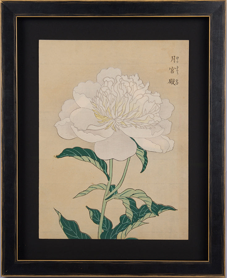 Japanese woodblock print of a pure white peony.