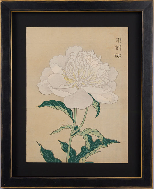 Japanese woodblock print of a pure white peony.