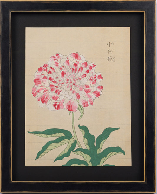 Japanese woodblock print of a candy-stripe peony.