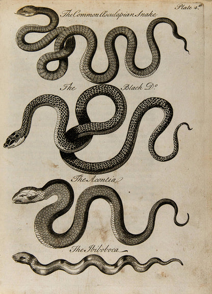 First edition of Charles Owen's An Essay Towards a Natural History of Serpents, an attractively illustrated book on the biology and cultraul relevance of snakes, published in 1742.