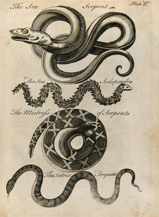 First edition of Charles Owen's An Essay Towards a Natural History of Serpents, an attractively illustrated book on the biology and cultraul relevance of snakes, published in 1742.
