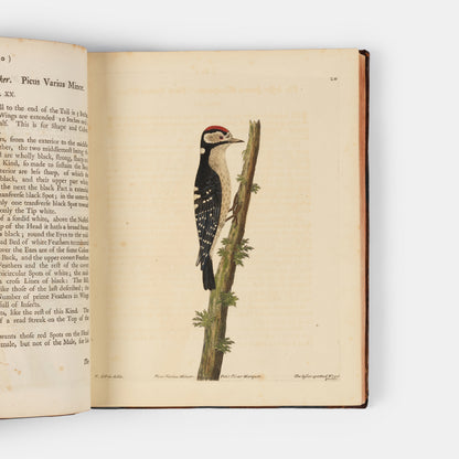 First editions of A Natural History of Birds by Eleazar Albin, the first British bird book illustrated with hand-coloured plates, published in 1731, 1734, & 1738.