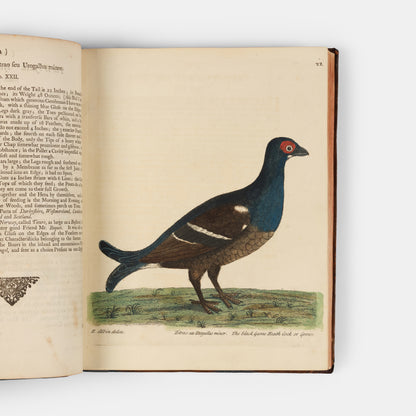 First editions of A Natural History of Birds by Eleazar Albin, the first British bird book illustrated with hand-coloured plates, published in 1731, 1734, & 1738.