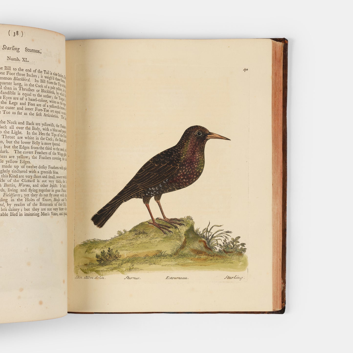 First editions of A Natural History of Birds by Eleazar Albin, the first British bird book illustrated with hand-coloured plates, published in 1731, 1734, & 1738.
