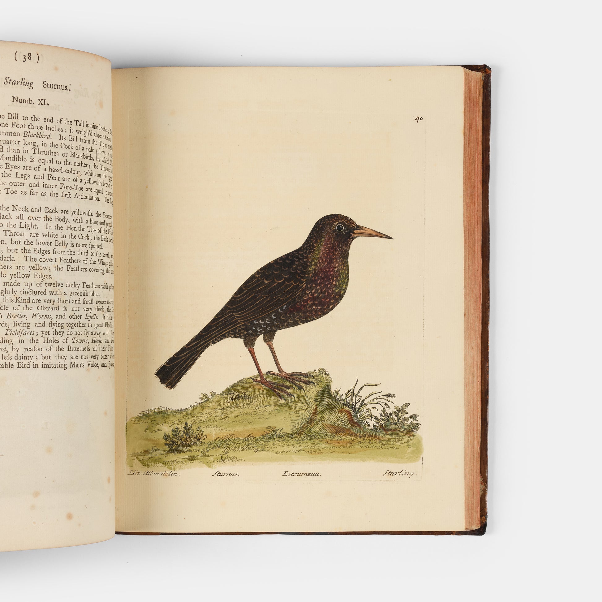 First editions of A Natural History of Birds by Eleazar Albin, the first British bird book illustrated with hand-coloured plates, published in 1731, 1734, & 1738.