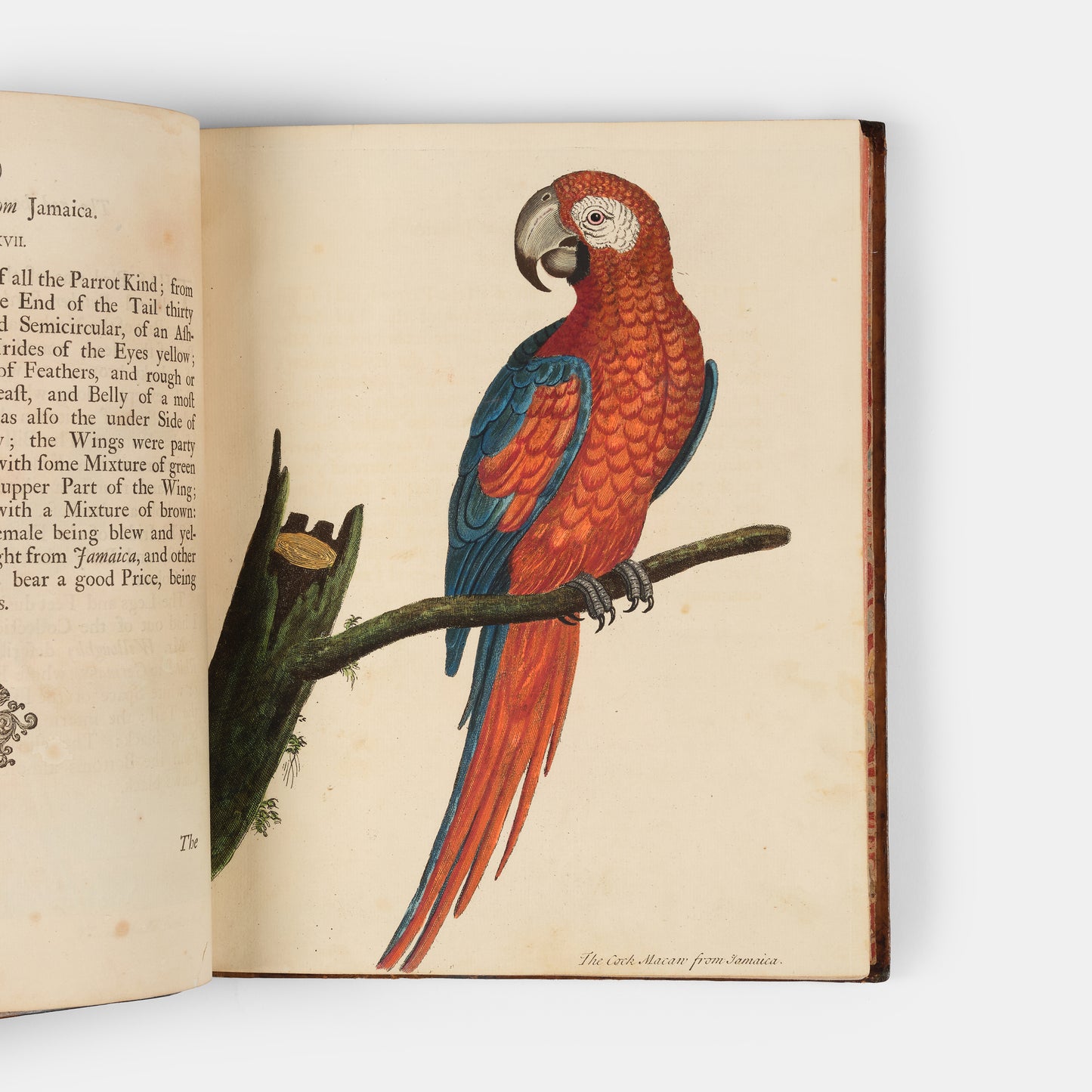First editions of A Natural History of Birds by Eleazar Albin, the first British bird book illustrated with hand-coloured plates, published in 1731, 1734, & 1738.
