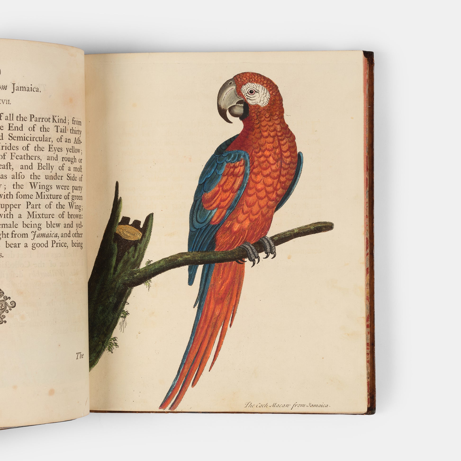 First editions of A Natural History of Birds by Eleazar Albin, the first British bird book illustrated with hand-coloured plates, published in 1731, 1734, & 1738.