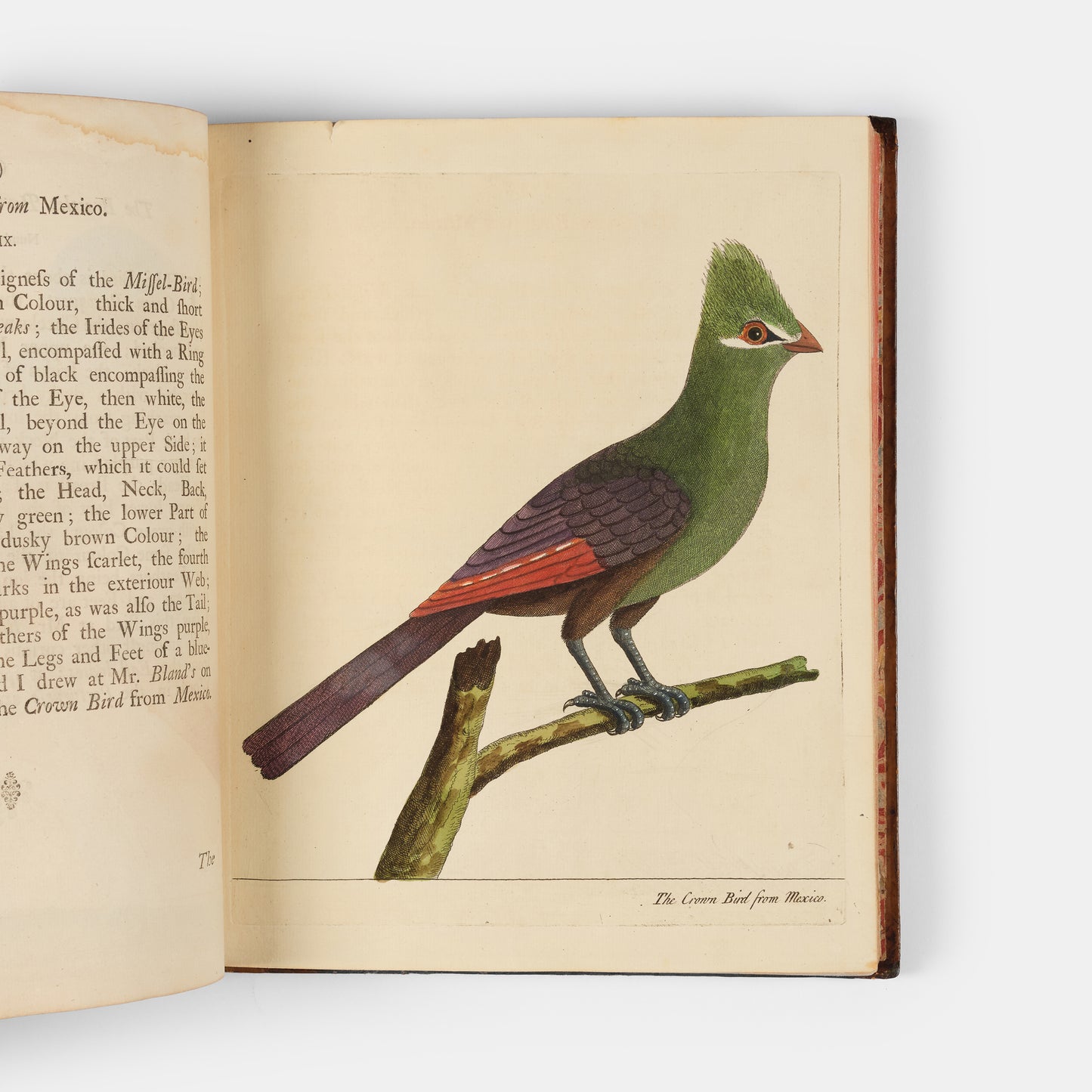 First editions of A Natural History of Birds by Eleazar Albin, the first British bird book illustrated with hand-coloured plates, published in 1731, 1734, & 1738.