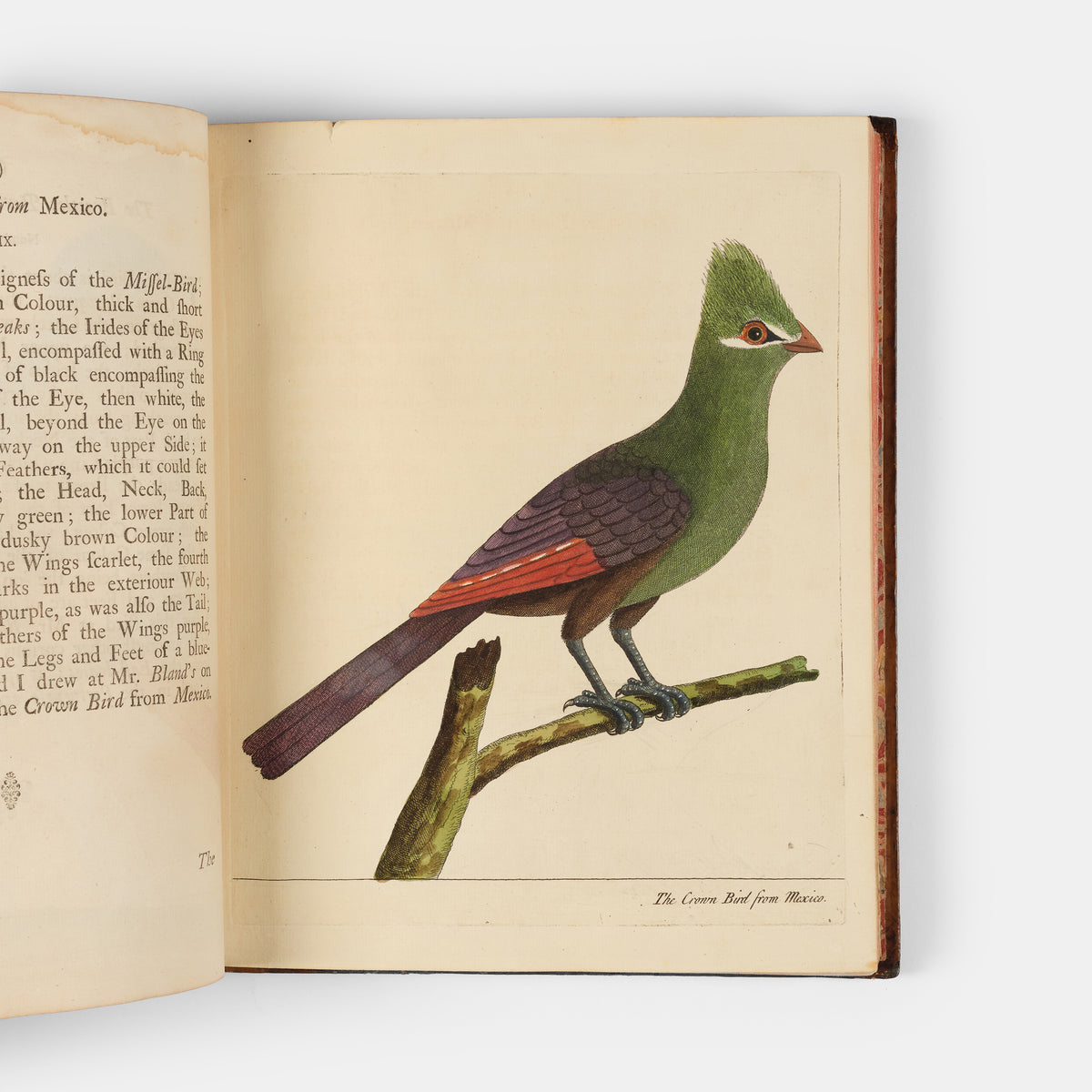 First editions of A Natural History of Birds by Eleazar Albin, the first British bird book illustrated with hand-coloured plates, published in 1731, 1734, & 1738.