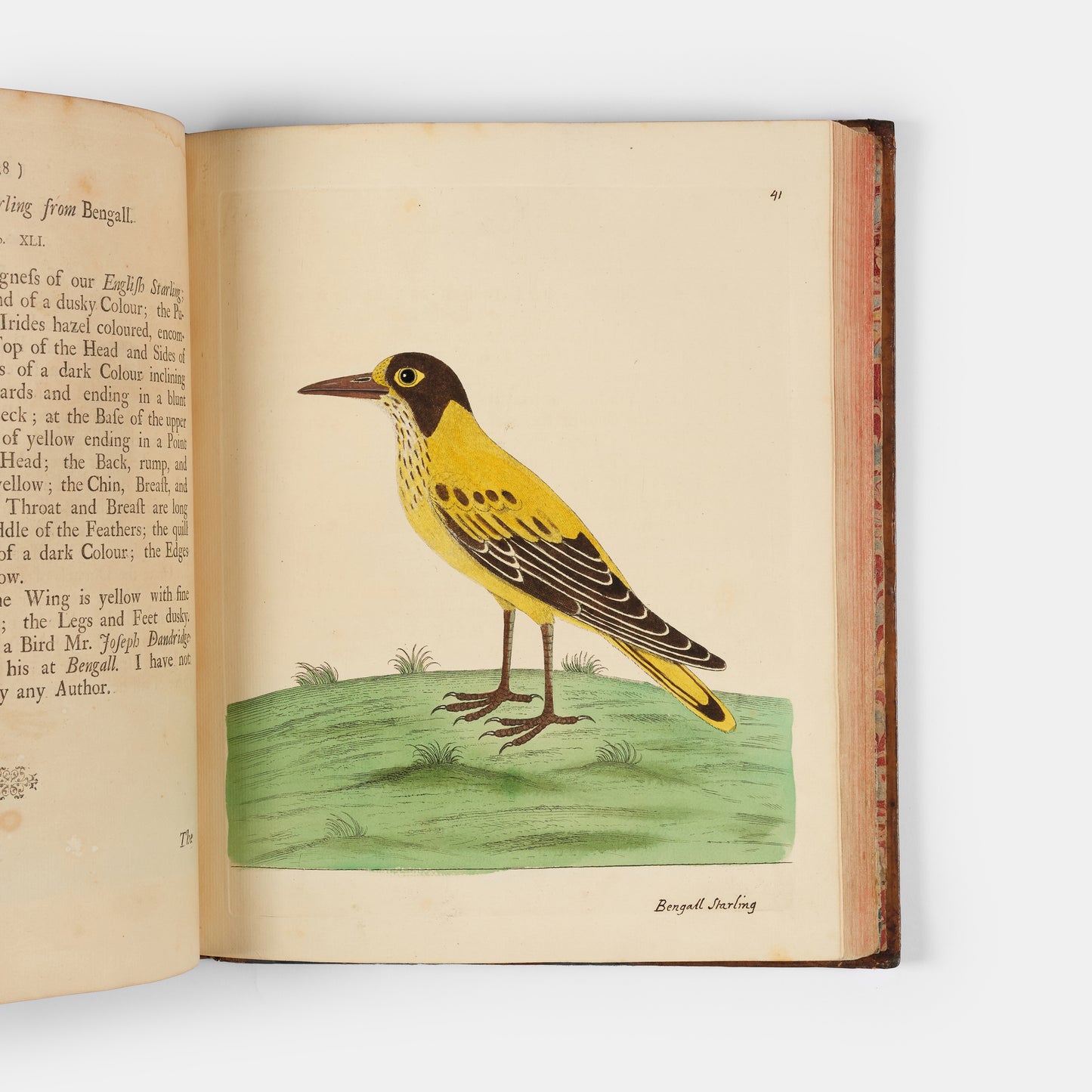 First editions of A Natural History of Birds by Eleazar Albin, the first British bird book illustrated with hand-coloured plates, published in 1731, 1734, & 1738.