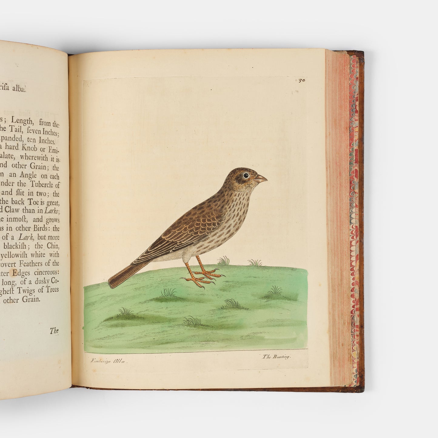 First editions of A Natural History of Birds by Eleazar Albin, the first British bird book illustrated with hand-coloured plates, published in 1731, 1734, & 1738.