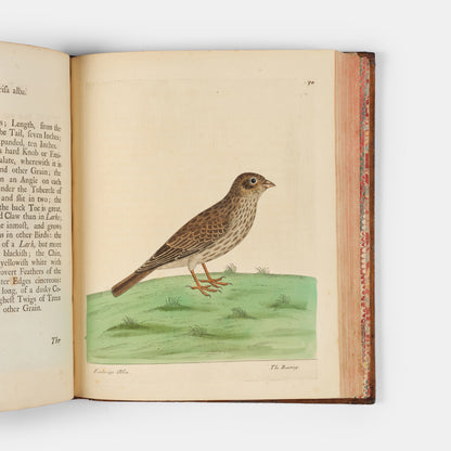 First editions of A Natural History of Birds by Eleazar Albin, the first British bird book illustrated with hand-coloured plates, published in 1731, 1734, & 1738.