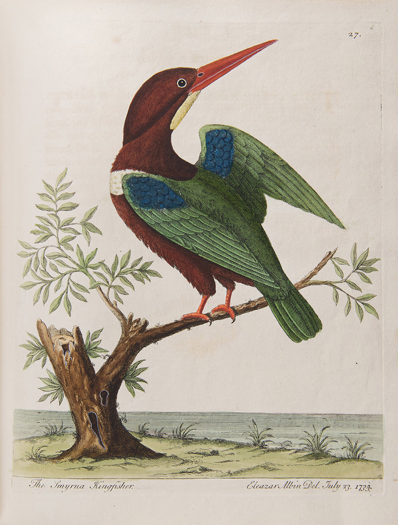 First editions of A Natural History of Birds by Eleazar Albin, the first British bird book illustrated with hand-coloured plates, published in 1731, 1734, & 1738.