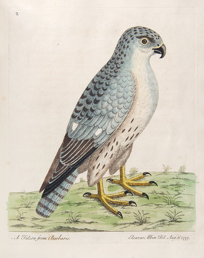 First editions of A Natural History of Birds by Eleazar Albin, the first British bird book illustrated with hand-coloured plates, published in 1731, 1734, & 1738.