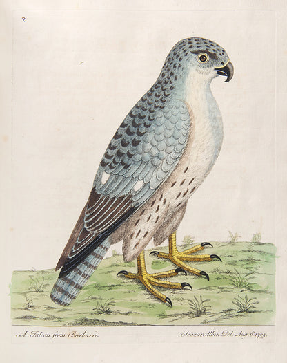 First editions of A Natural History of Birds by Eleazar Albin, the first British bird book illustrated with hand-coloured plates, published in 1731, 1734, & 1738.