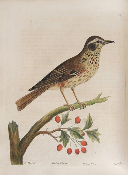 First editions of A Natural History of Birds by Eleazar Albin, the first British bird book illustrated with hand-coloured plates, published in 1731, 1734, & 1738.