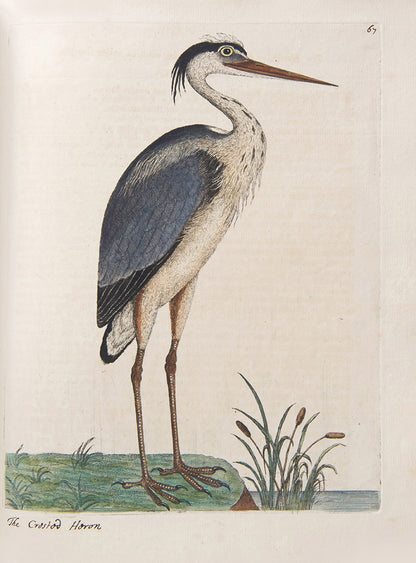 First editions of A Natural History of Birds by Eleazar Albin, the first British bird book illustrated with hand-coloured plates, published in 1731, 1734, & 1738.