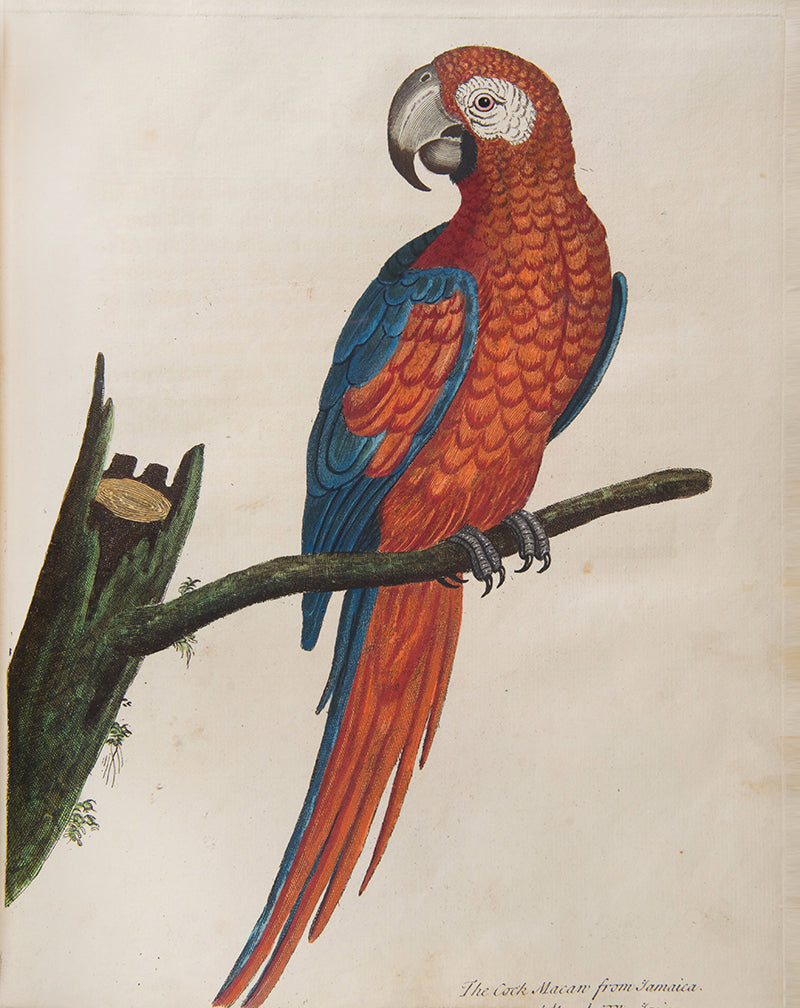 First editions of A Natural History of Birds by Eleazar Albin, the first British bird book illustrated with hand-coloured plates, published in 1731, 1734, & 1738.