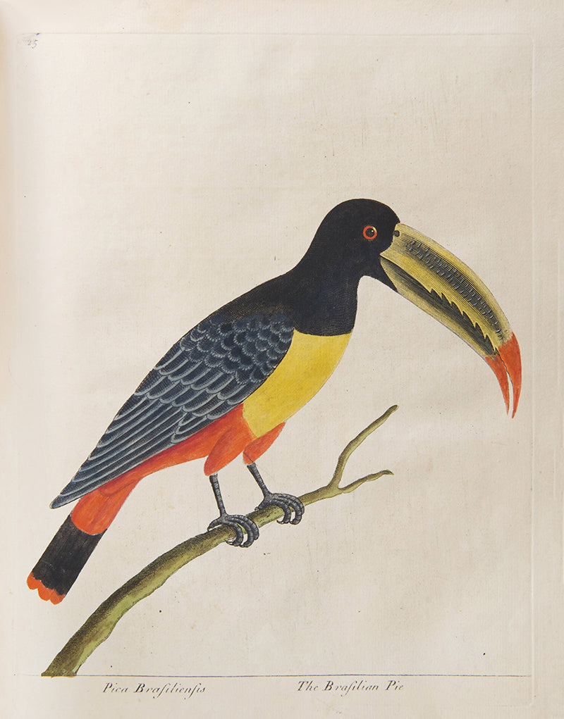 First editions of A Natural History of Birds by Eleazar Albin, the first British bird book illustrated with hand-coloured plates, published in 1731, 1734, & 1738.