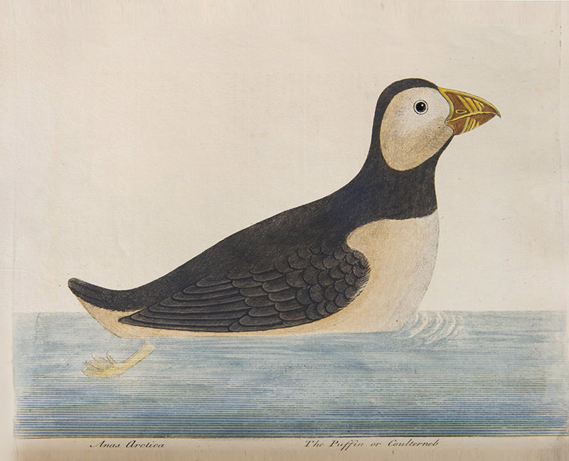First editions of A Natural History of Birds by Eleazar Albin, the first British bird book illustrated with hand-coloured plates, published in 1731, 1734, & 1738.