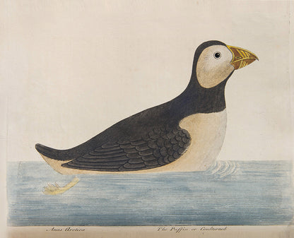 First editions of A Natural History of Birds by Eleazar Albin, the first British bird book illustrated with hand-coloured plates, published in 1731, 1734, & 1738.