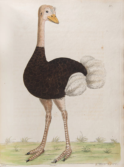 First editions of A Natural History of Birds by Eleazar Albin, the first British bird book illustrated with hand-coloured plates, published in 1731, 1734, & 1738.