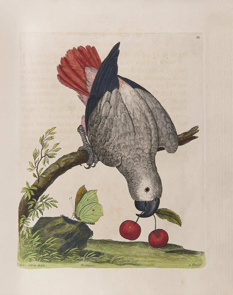 First editions of A Natural History of Birds by Eleazar Albin, the first British bird book illustrated with hand-coloured plates, published in 1731, 1734, & 1738.