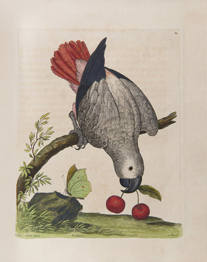 First editions of A Natural History of Birds by Eleazar Albin, the first British bird book illustrated with hand-coloured plates, published in 1731, 1734, & 1738.