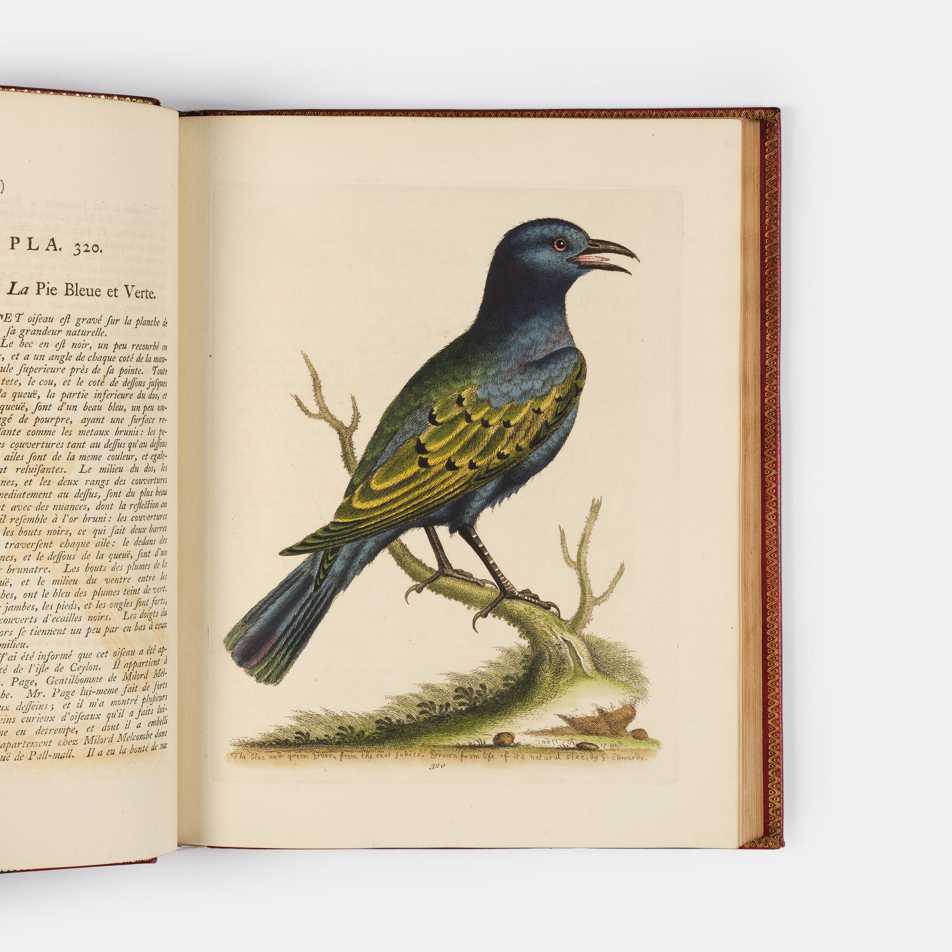 A handsome set of one of the most important of all bird books, George Edwards' Natural History of Uncommon Birds with Gleanings of Natural History, 1743-1806.