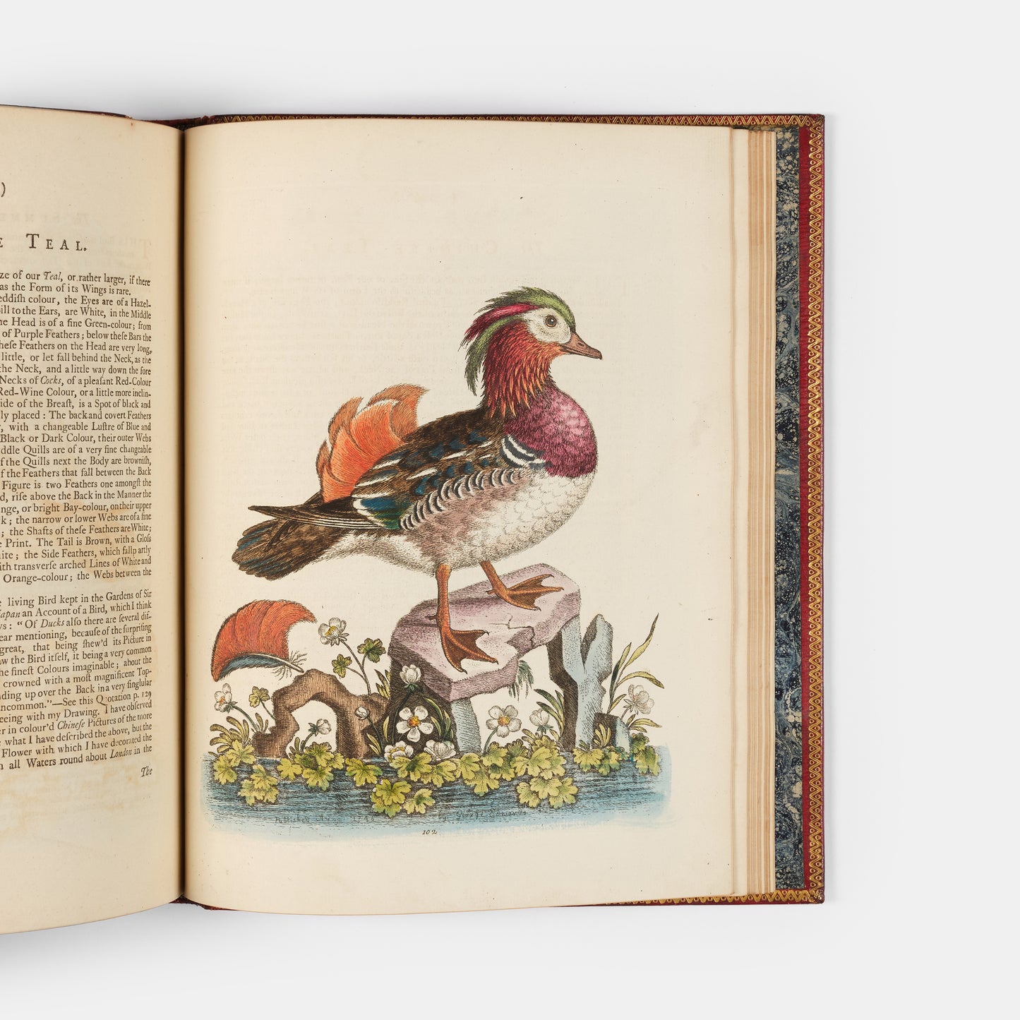 A handsome set of one of the most important of all bird books, George Edwards' Natural History of Uncommon Birds with Gleanings of Natural History, 1743-1806.