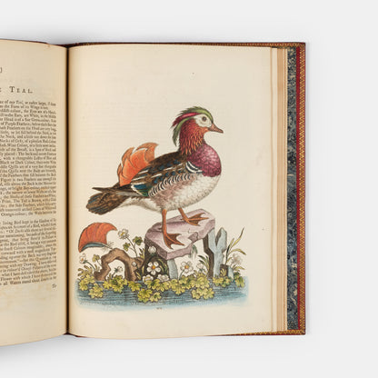 A handsome set of one of the most important of all bird books, George Edwards' Natural History of Uncommon Birds with Gleanings of Natural History, 1743-1806.