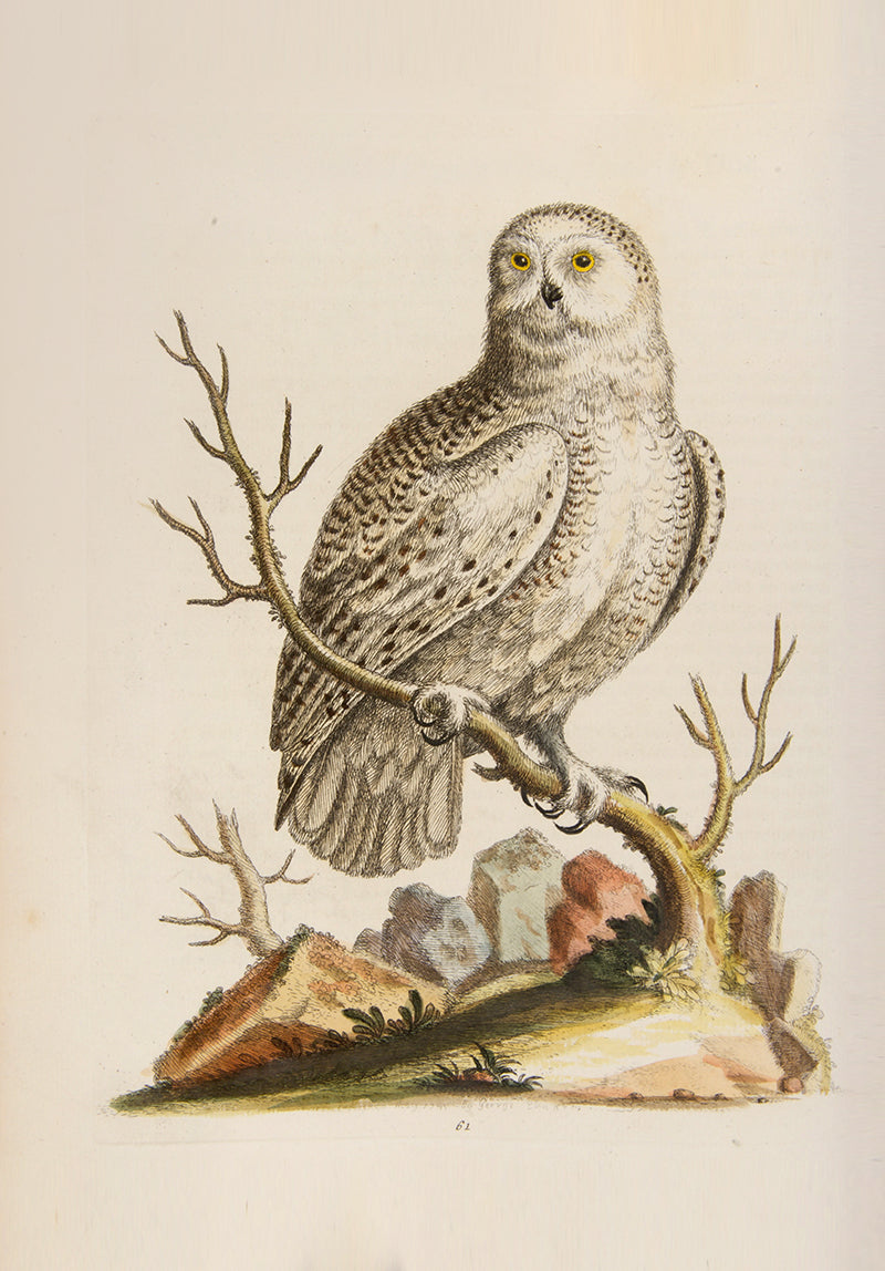 A handsome set of one of the most important of all bird books, George Edwards' Natural History of Uncommon Birds with Gleanings of Natural History, 1743-1806.